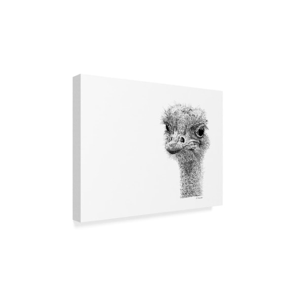 Let Your Art Soar 'Ostrich Line Art' Canvas Art,35x47